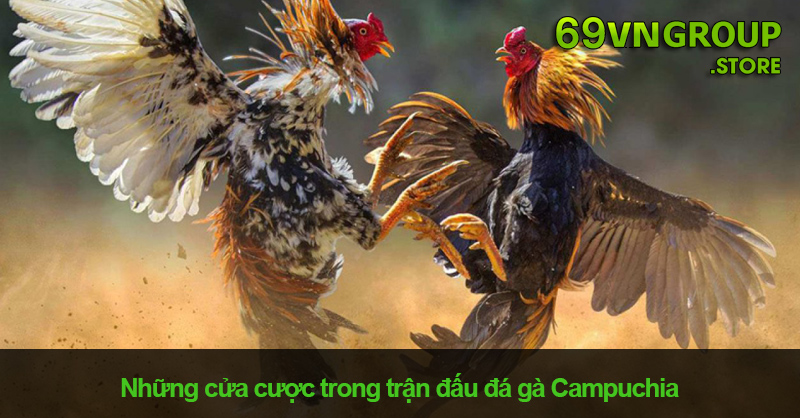 Những cửa cược trong trận đấu đá gà Campuchia